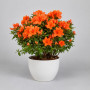 Азалия оранжевая
